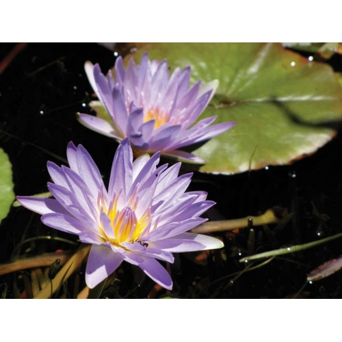 Violet Water Lily I
