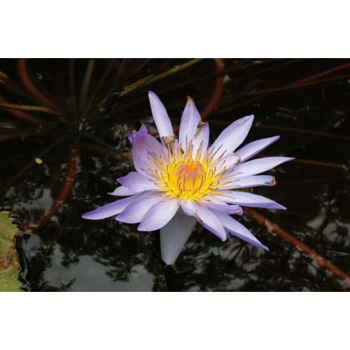 Violet Water Lily II