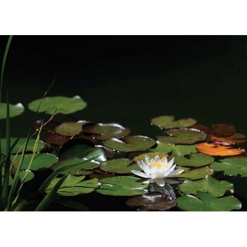 White Water Lily I