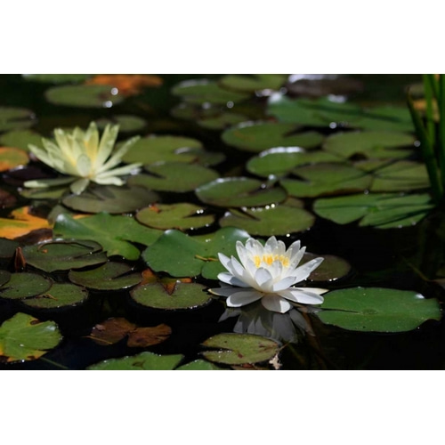 White Water Lily II