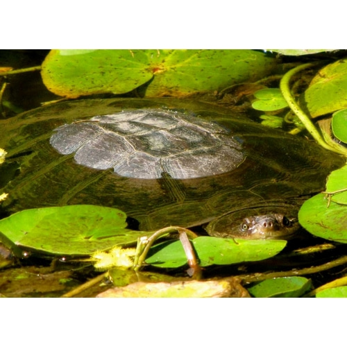 Water Lily Turtle