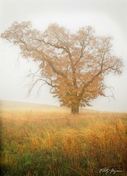 Autumn Mist II