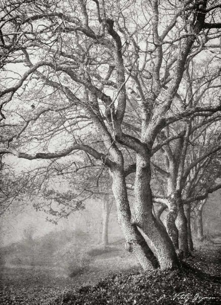 Tree in the Mist VI BandW
