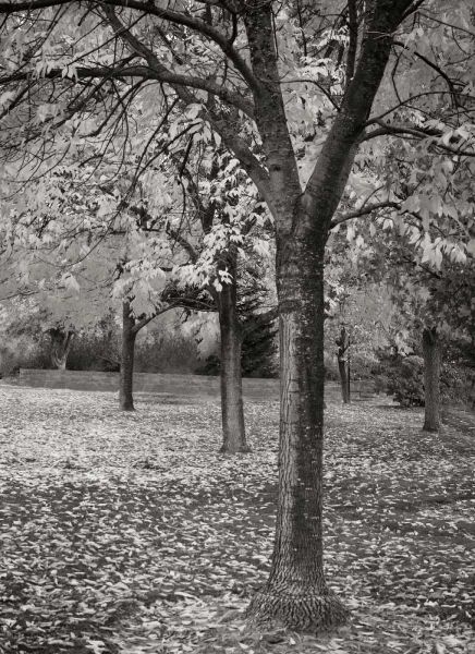 Fall Tree Grove I BandW