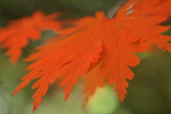 Autumn Leaf Mirage II
