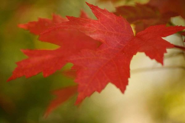 Maple Fire Leaves I