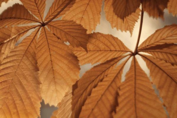 Chestnut Leaves Duet I Brown
