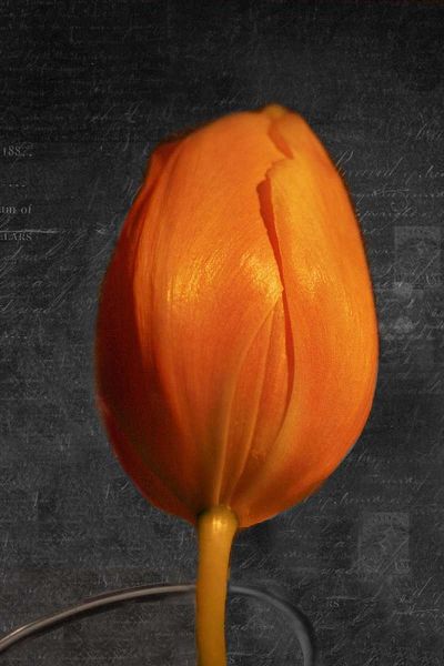 Tulip Letter II