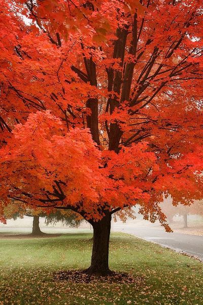 Red Maple Beauty