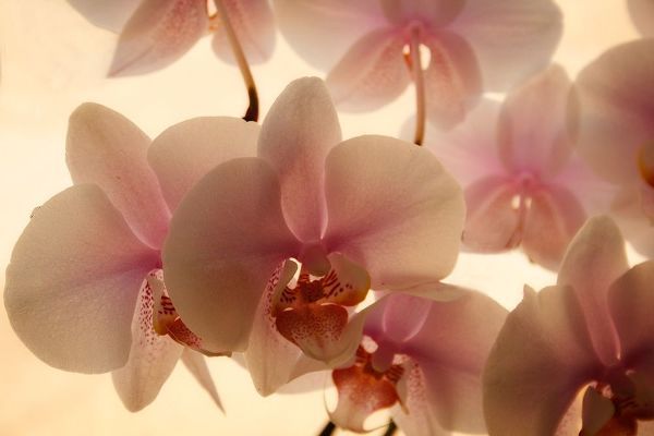 Pure Orchids