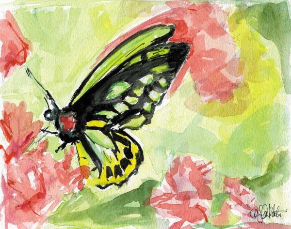 Watercolor Butterfly II