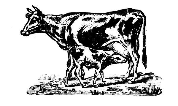 Art Licensing Studio 아티스트의 Cow and Calf작품입니다.