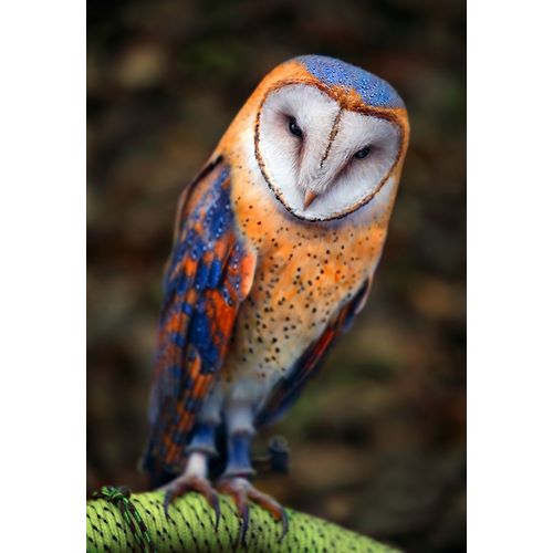 Heine, Ben 아티스트의 Cute Owl작품입니다.