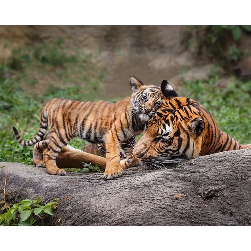Galloimages Online 아티스트의 Malayan Tiger Cub: Priceless작품입니다.