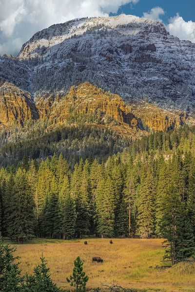 Galloimages Online 아티스트의 Bison Grazing In The Yellowstone Grand Landscape작품입니다.