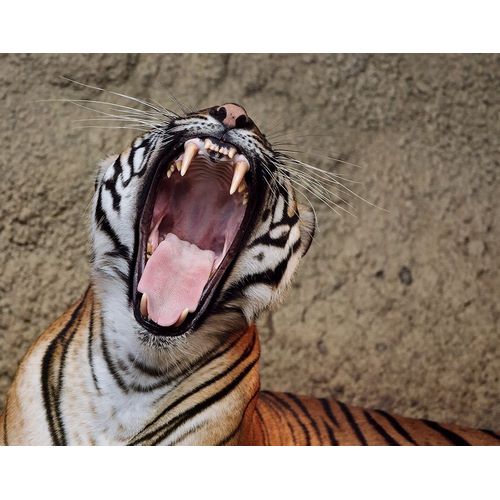 Galloimages Online 아티스트의 Malayan Tigress Yawn작품입니다.