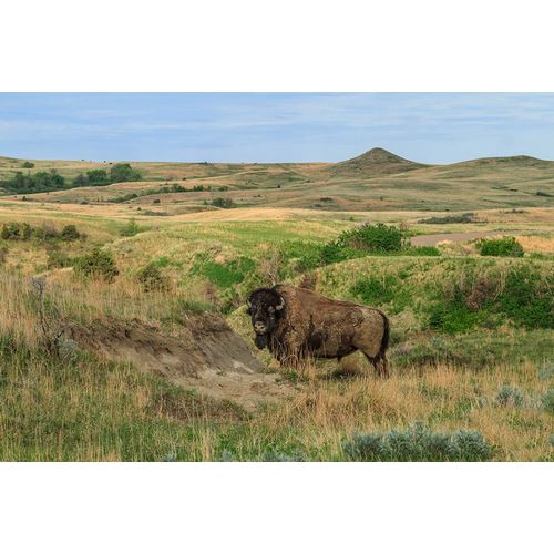 Galloimages Online 아티스트의 Bison In North Dakota Landscape작품입니다.
