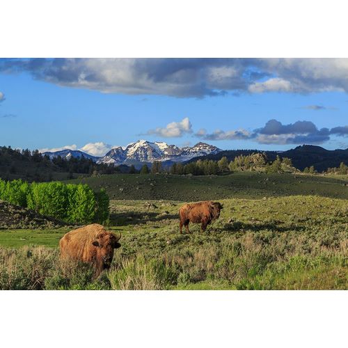 Galloimages Online 아티스트의 Bison With Mountains (YNP)작품입니다.
