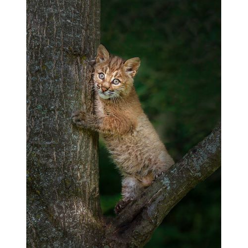 Galloimages Online 아티스트의 Bobcat Kitten Poses Against Tree Trunk작품입니다.