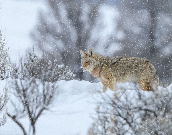 Galloimages Online 아티스트의 Coyote In Snow작품입니다.