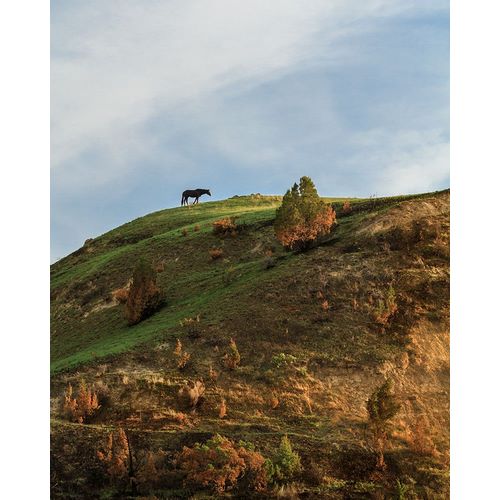 Galloimages Online 아티스트의 Horse On Hill (TRNP)작품입니다.