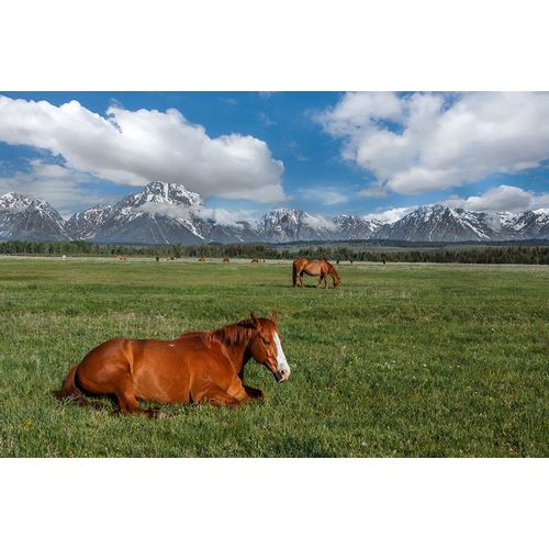 Galloimages Online 아티스트의 Teton Horses작품입니다.