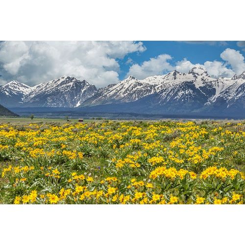 Galloimages Online 아티스트의 Wild Flowers With Mountains (YNP)작품입니다.