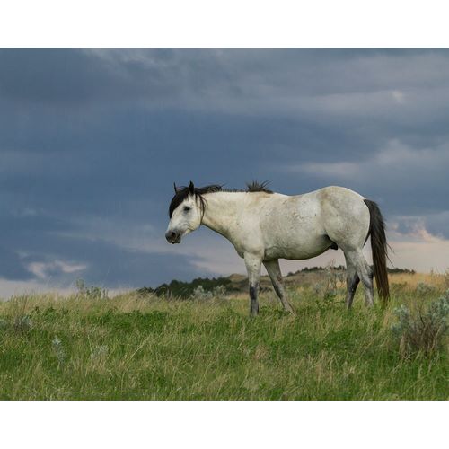 Galloimages Online 아티스트의 Wild Horse - Stallion (Storm)작품입니다.