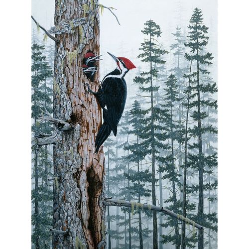 Tift, Jeff 아티스트의 Piliated Woodpeckers작품입니다.