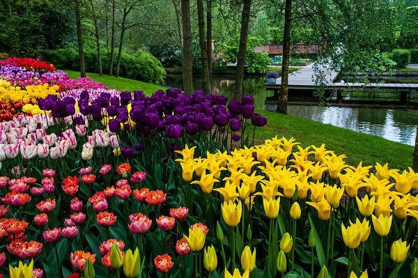 Jenny Rainbow Fine Art 아티스트의 Colorful Corner Keukenhof Tulips Garden 1작품입니다.