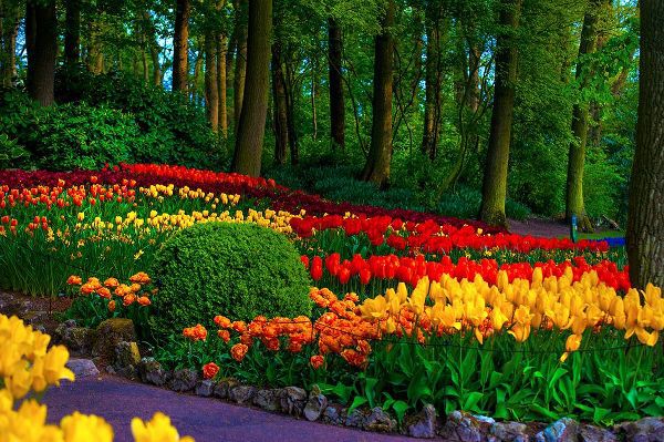 Jenny Rainbow Fine Art 아티스트의 Colorful Corner Keukenhof Tulips Garden 3작품입니다.