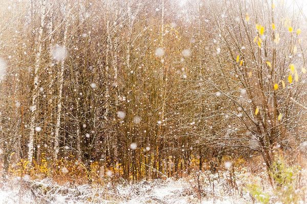 Jenny Rainbow Fine Art 아티스트의 First Snowflakes작품입니다.