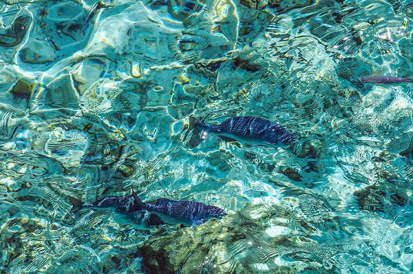 Jenny Rainbow Fine Art 아티스트의 Maldives Fishes in the Clear Water 1작품입니다.