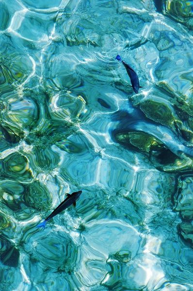 Jenny Rainbow Fine Art 아티스트의 Maldives Fishes in the Clear Water 2작품입니다.