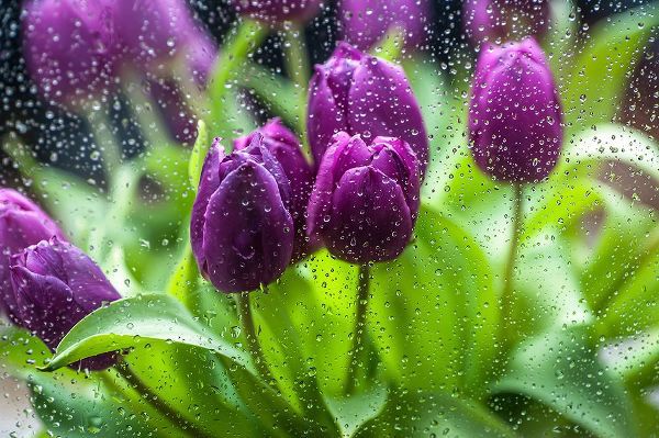 Jenny Rainbow Fine Art 아티스트의 Purple Tulips in Rain작품입니다.