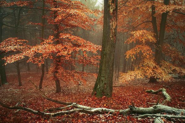 Jenny Rainbow Fine Art 아티스트의 Magic of Fall Woods작품입니다.