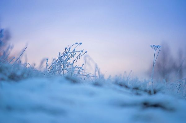 Jenny Rainbow Fine Art 아티스트의 Magic Winter Moments 2작품입니다.