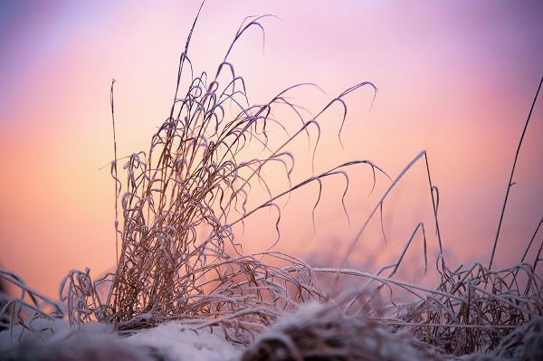 Jenny Rainbow Fine Art 아티스트의 Magic Winter Moments 3작품입니다.