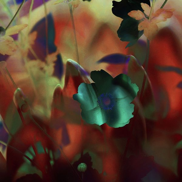 Jenny Rainbow Fine Art 아티스트의 Moonlight Waltz of Flowers작품입니다.