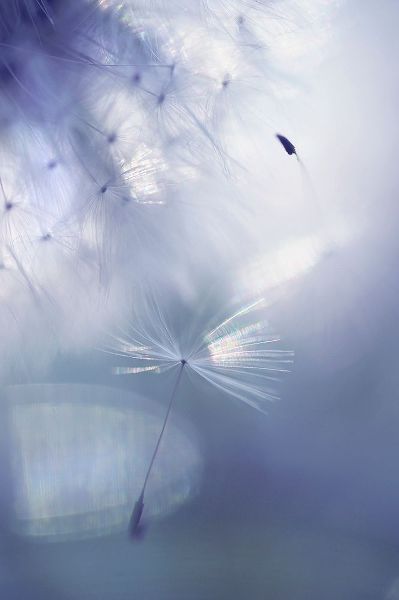 Jenny Rainbow Fine Art 아티스트의 Mr Dandelion Light Flight작품입니다.