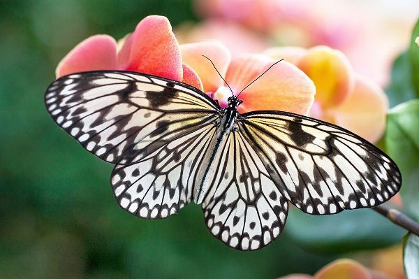 Jenny Rainbow Fine Art 아티스트의 Paper Kite Tropical Butterfly 1작품입니다.