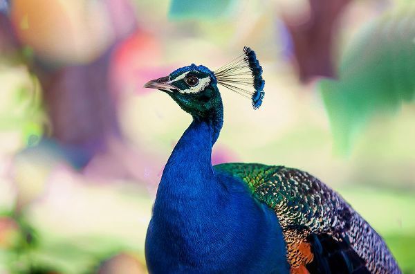 Jenny Rainbow Fine Art 아티스트의 Peacock Bird of Paradise작품입니다.