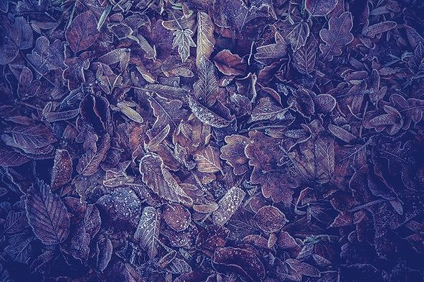 Jenny Rainbow Fine Art 아티스트의 Purple Carpet of Frozen Leaves작품입니다.