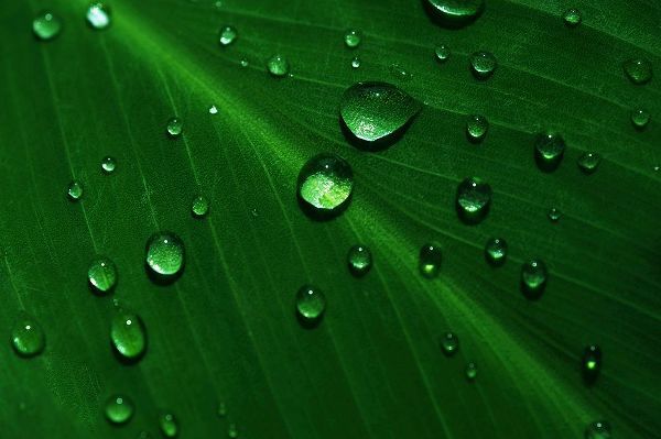 Jenny Rainbow Fine Art 아티스트의 Rain Drops On Green Leaf Macro작품입니다.