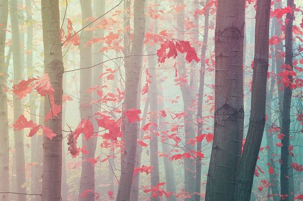 Jenny Rainbow Fine Art 아티스트의 Splashes Of Autumn Colors작품입니다.