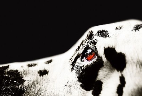 Jenny Rainbow Fine Art 아티스트의 The Amber Eye of Dalmatian Dog작품입니다.