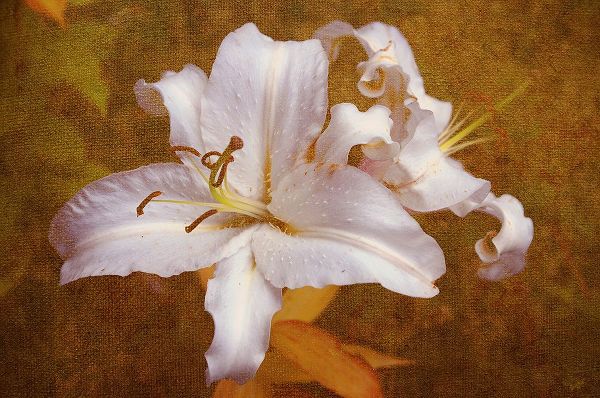 Jenny Rainbow Fine Art 아티스트의 White Llilies작품입니다.