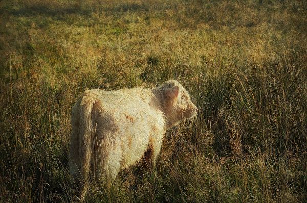 Jenny Rainbow Fine Art 아티스트의 Furry Baby of Highland Cow작품입니다.