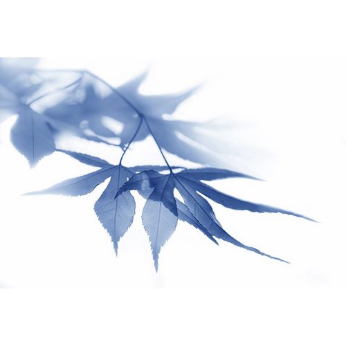 Schell, Jennie Marie 아티스트의 Blue Leaves 1작품입니다.