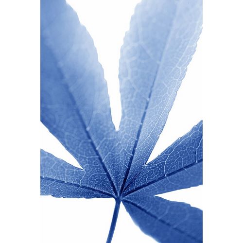 Schell, Jennie Marie 아티스트의 Blue Leaves 2작품입니다.